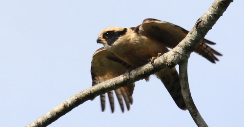 Laughing Falcon