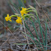 Narcissus scaberulus - Photo (c) Tig, all rights reserved