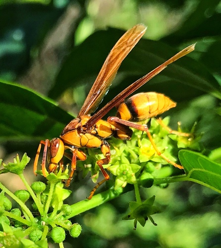 Horse Paper Wasp