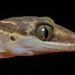 Phetchaburi Bent-toed Gecko - Photo (c) Andaman Kaosung, all rights reserved, uploaded by Andaman Kaosung