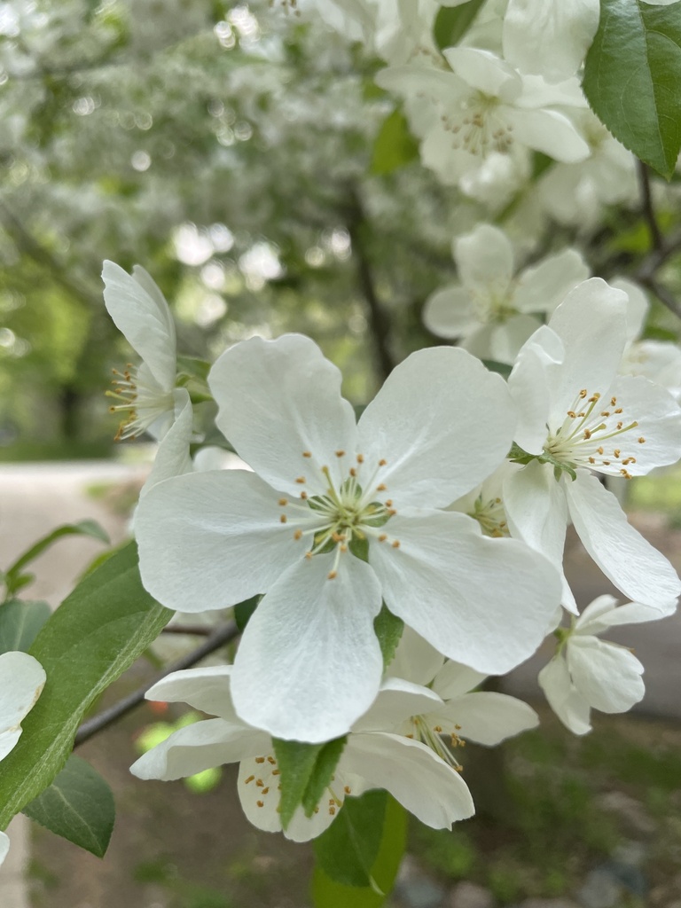 사과나무속 from Brookwood Cir, Hobart, WI, US on 2023년 05월... 오전 by Bill Nisporic · iNaturalist 사과나무속 (Genus Malus)