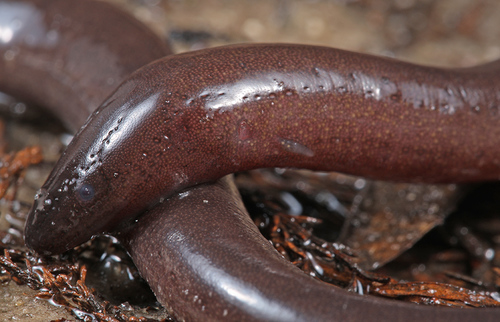 One-toed Amphiuma