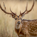 Indian Spotted Deer - Photo (c) Håvard Rosenlund, all rights reserved, uploaded by Håvard Rosenlund