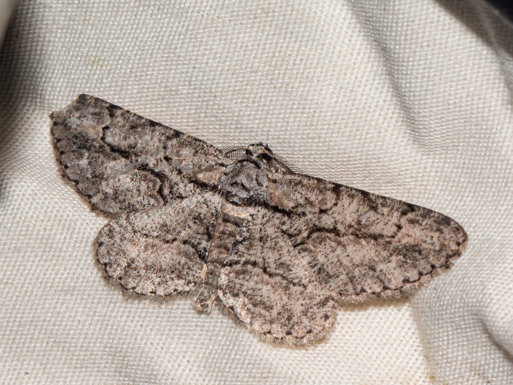 Common Gray from Anne Arundel County, MD, USA on May 19, 2023 at 10:49 ...