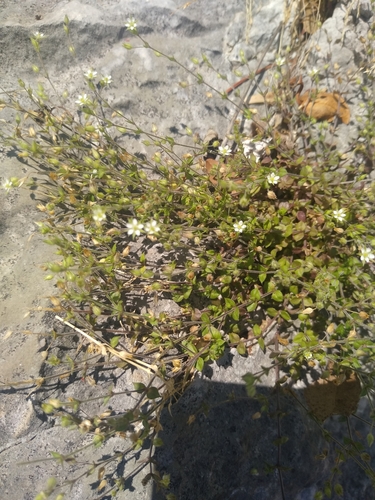 piesočnica dúškolistá (Arenaria serpyllifolia)