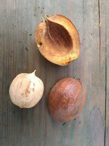 Laney's Hickory