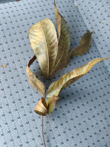 Laney's Hickory