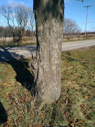 Laney's Hickory