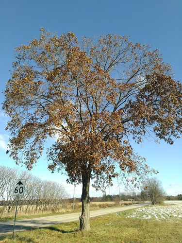 Laney's Hickory