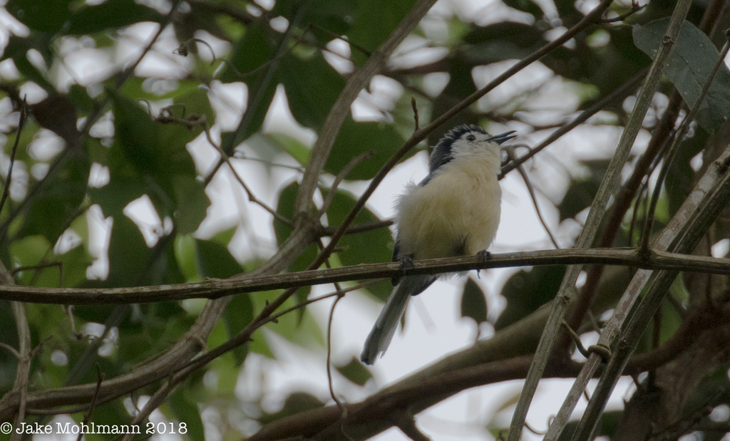 Creamy-bellied Gnatcatcher (Polioptila lactea) photo