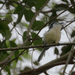 Creamy-bellied Gnatcatcher - Photo (c) Jake Mohlmann, all rights reserved, uploaded by Jake Mohlmann