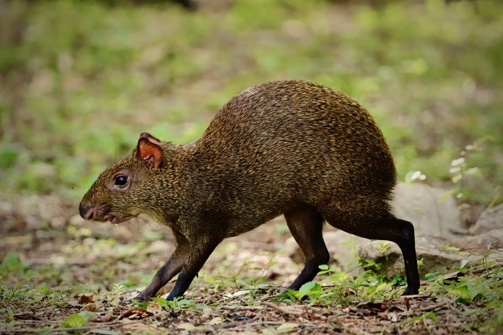 Central American Agouti from Mérida, Yuc., México on May 20, 2023 at 07 ...