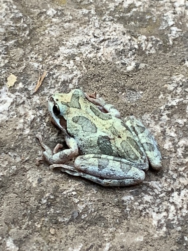 iNaturalist observation photo of Pacific chorus frog
