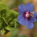 Blue Scarlet Pimpernel - Photo (c) Joao Tiago Tavares, all rights reserved, uploaded by Joao Tiago Tavares