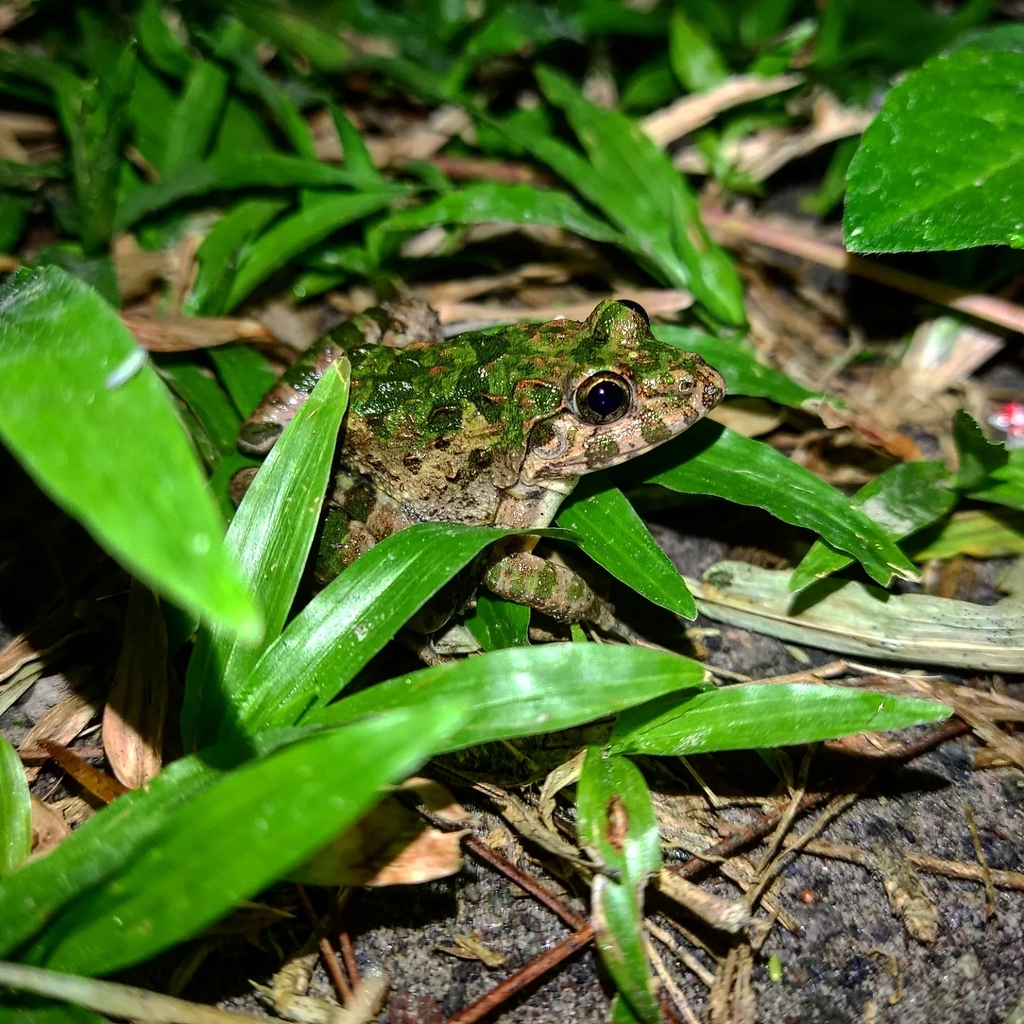 Crabeating Frog from Magelang, IDJT, ID on May 20, 2023 by khairuddin