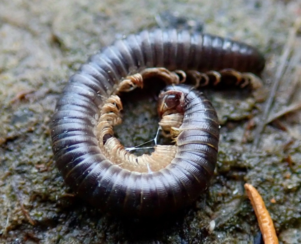 Round Backed Millipedes From Garden Route Dam On May 17 2023 At 03 18 PM By Erick Munro