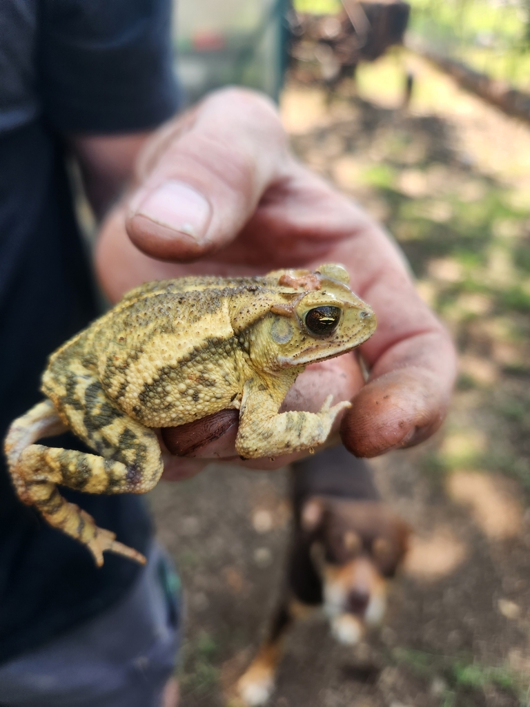 Gulf Coast Toad from Colleyville, TX 76034, USA on May 20, 2023 at 10