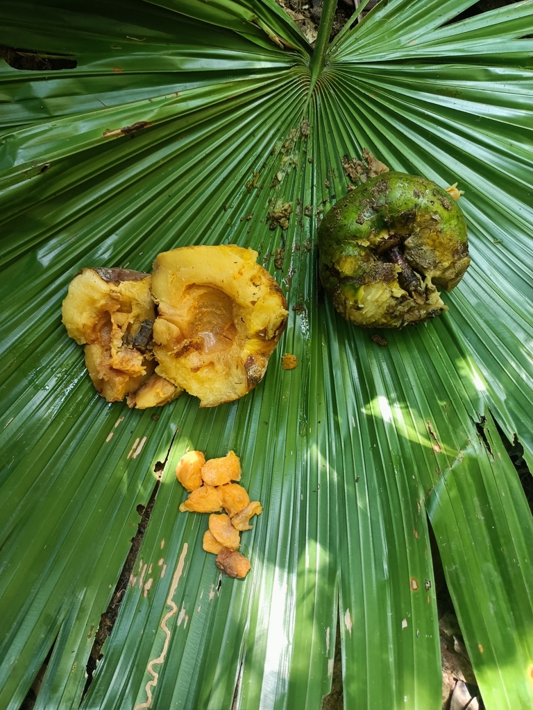 Garcinia sopsopia (Garcinia sopsopia)