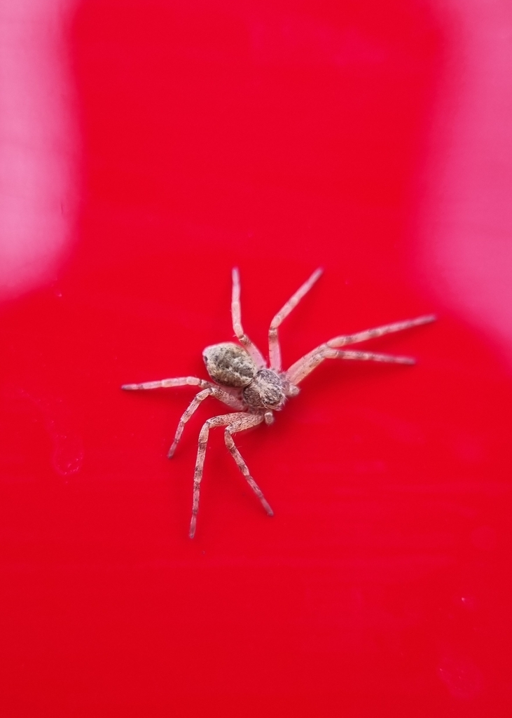 Running Crab Spiders from Harrow HA3, UK on May 20, 2023 at 0500 PM by