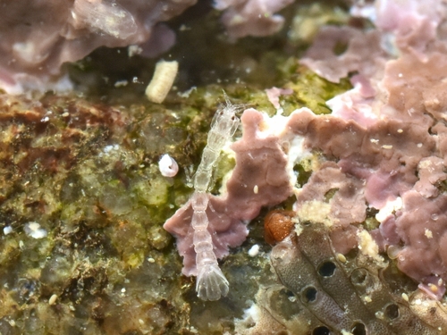 Anthura gracilis