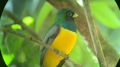 Trogon rufus image