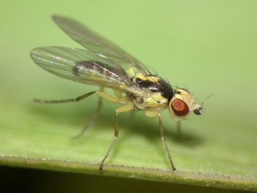 Cerodontha phragmitophila · iNaturalist