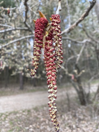 Hybrid Black-poplar