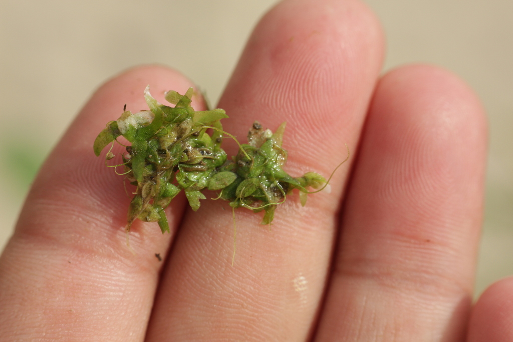 Lemna tenera (Lemna tenera)