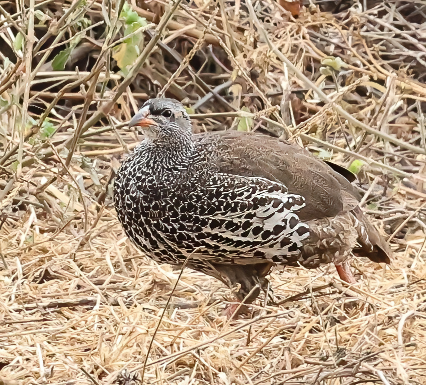 Hildebrandt's Spurfowl from Ngorongoro, Tanzania on September 10, 2022 ...