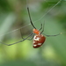 Small Thief Spider - Photo (c) 曾俊明, all rights reserved, uploaded by 曾俊明