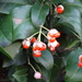 Euonymus fortunei - Photo (c) stratness, todos los derechos reservados, uploaded by stratness