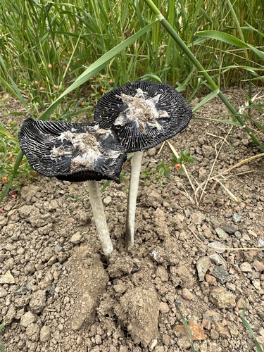 Star-capped Coprinus