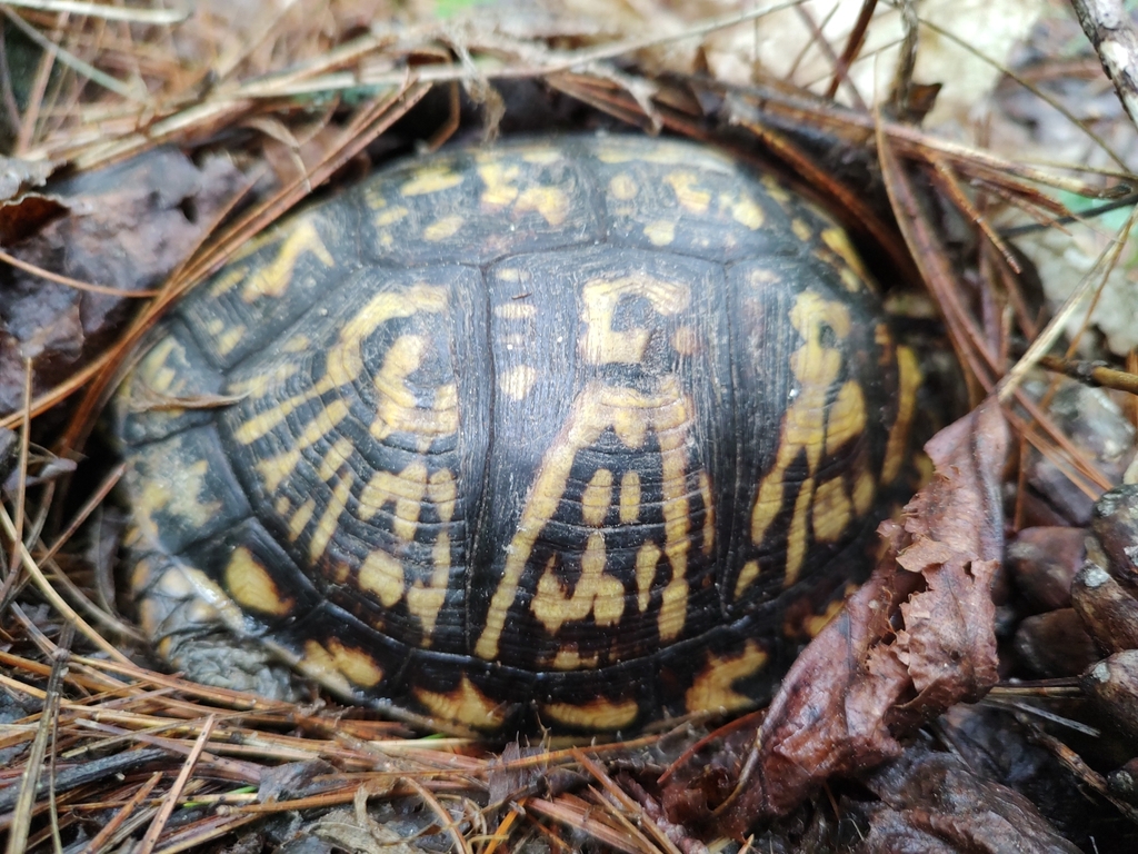 Eastern Box Turtle in May 2023 by John Arnett. South of Highlands ...