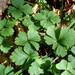 Siberian Barren Strawberry - Photo (c) snv2, all rights reserved, uploaded by snv2