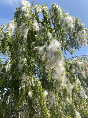 iNaturalist observation photo of Goodding's willow