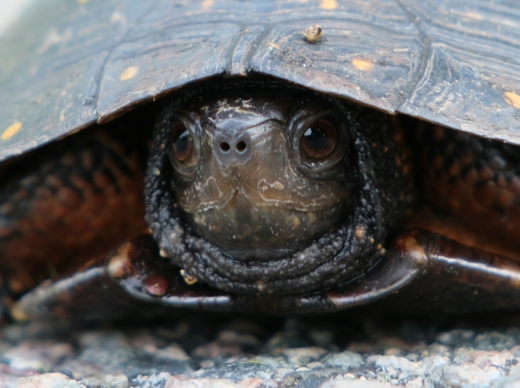 Spotted Turtle in May 2023 by Gavin M Guerrier · iNaturalist