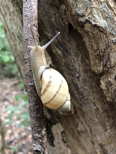 Banded Tree Snail