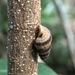 Annulariidae - Photo (c) Morgan Barnes, todos os direitos reservados, uploaded by Morgan Barnes