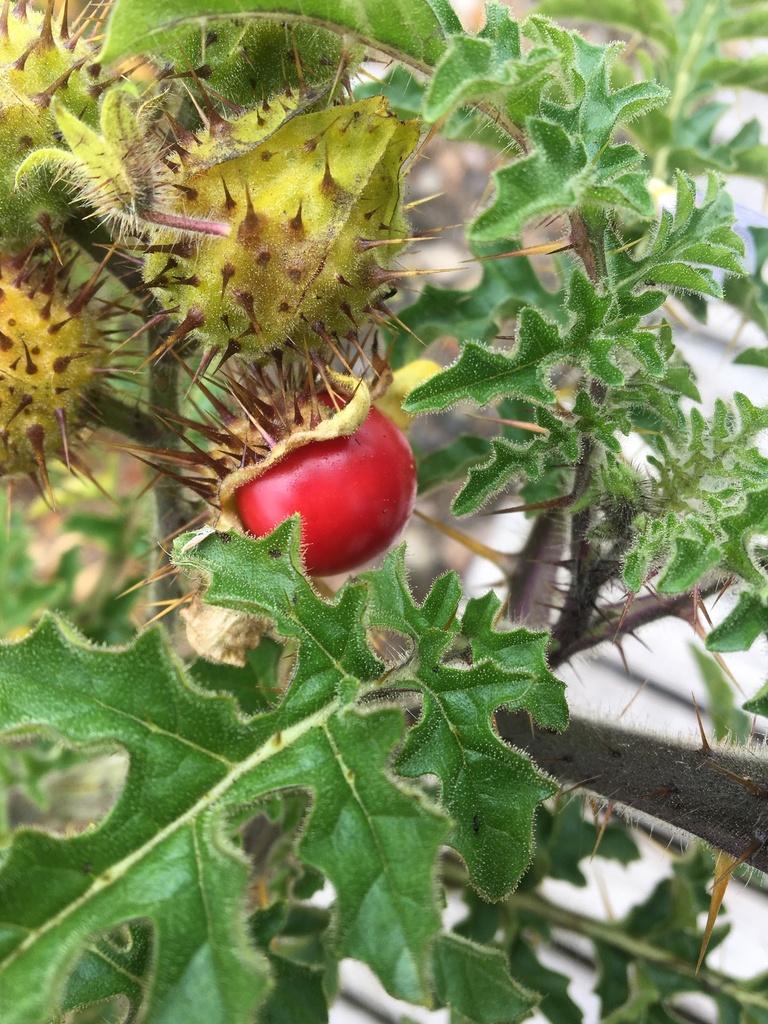 JOÁ VERMELHO (solanum ciliatum)