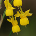 Narcissus triandrus lusitanicus - Photo (c) Tig, όλα τα δικαιώματα διατηρούνται