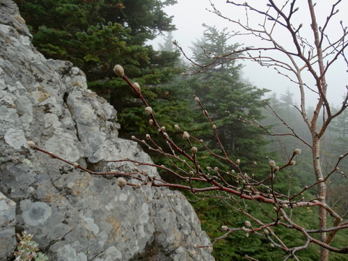 Betula lanata