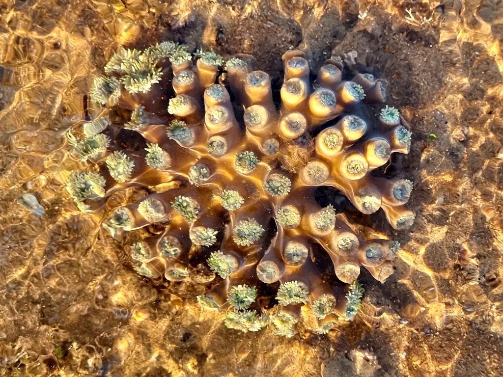 Duncanopsammia axifuga · iNaturalist