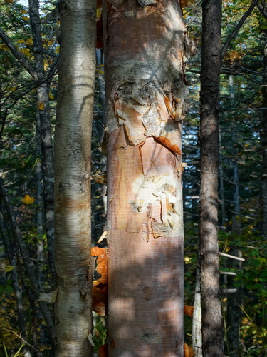 ribbed birch