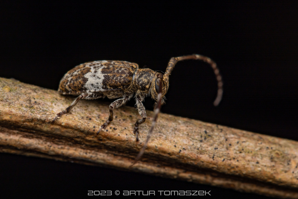 Falsomesosella grisella in May 2023 by Artur Tomaszek · iNaturalist