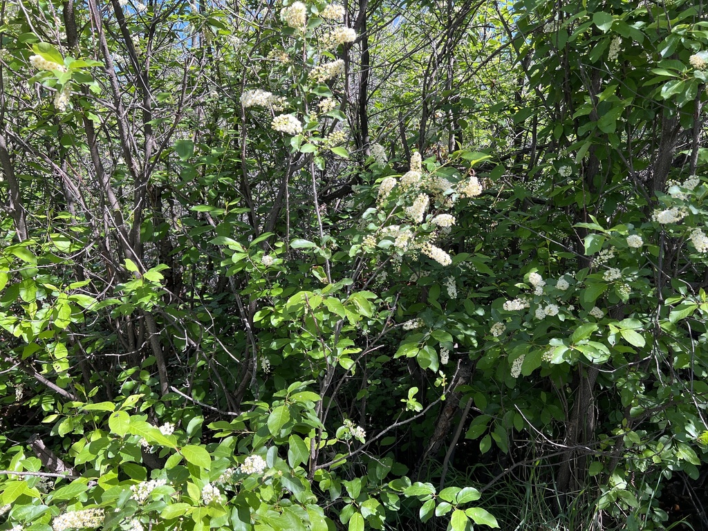 chokecherry from Clear Creek Trail, Wheat Ridge, CO, US on May 16, 2023