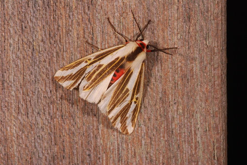 Eospilarctia
