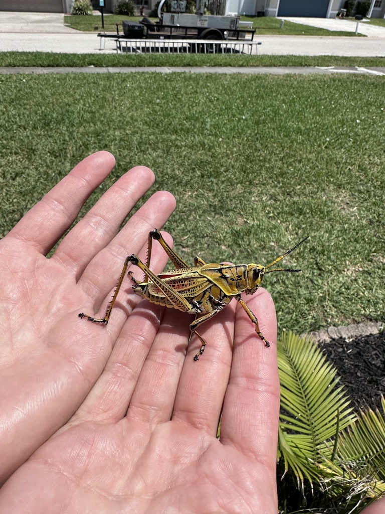 Eastern Lubber Grasshopper From Seafarers Dr, Ormond Beach, Fl, Us On 