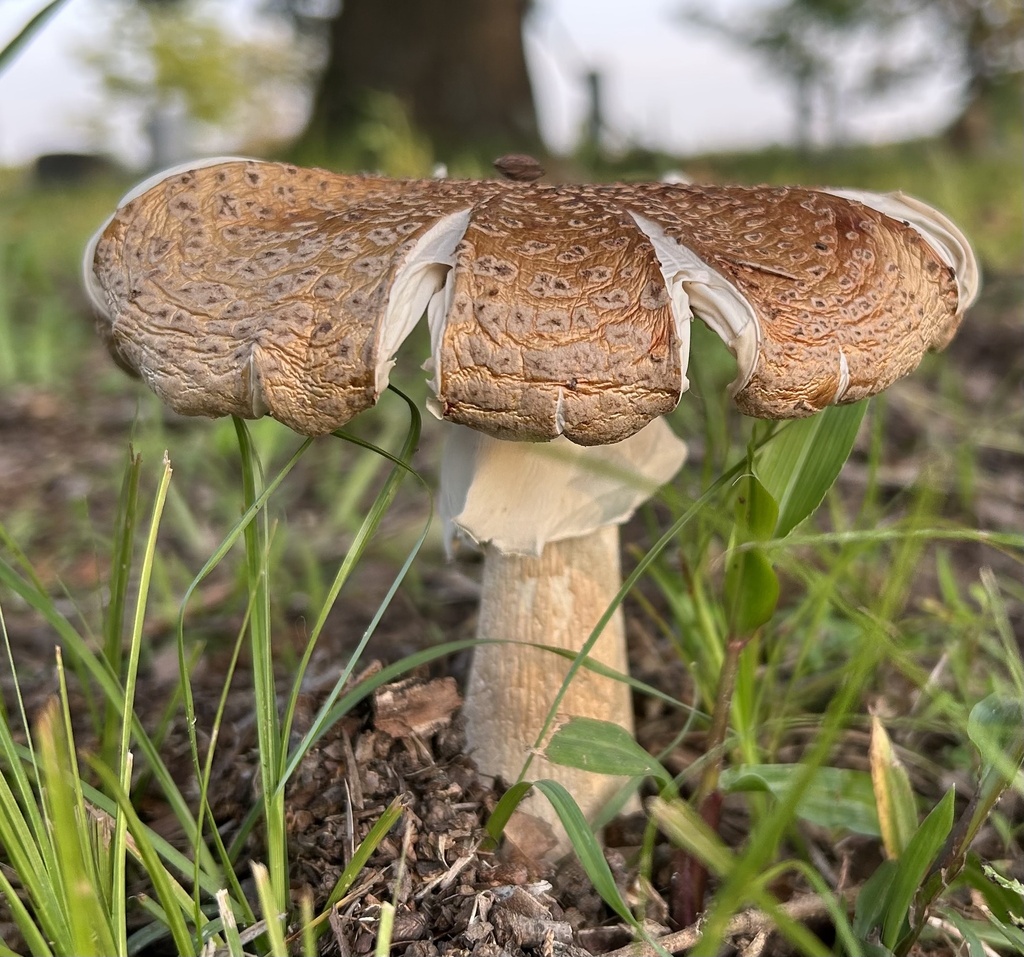 Amanita mushrooms from fm 678 gainesville tx us on may 20 2023 at