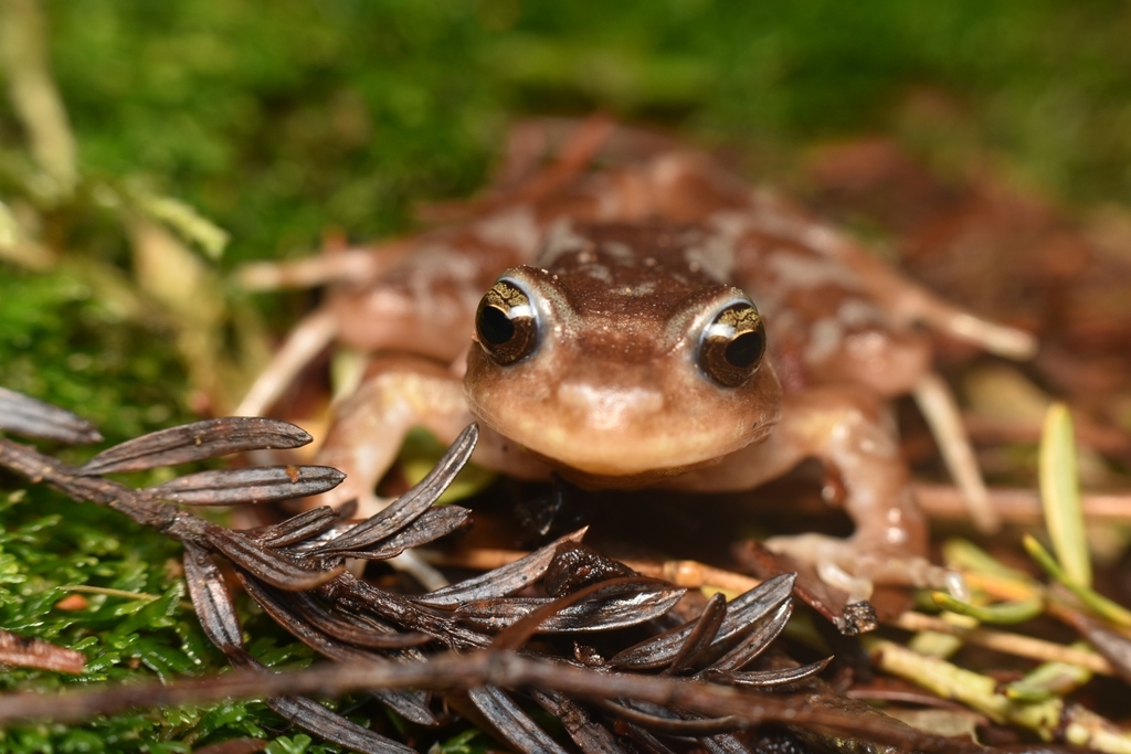 Eupsophus altor in May 2023 by Constanza Soto. Parque Oncol · iNaturalist