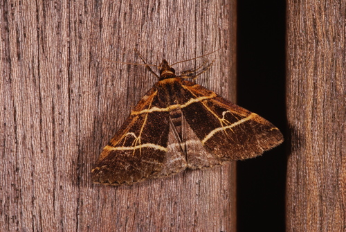 Bertula bisectalis